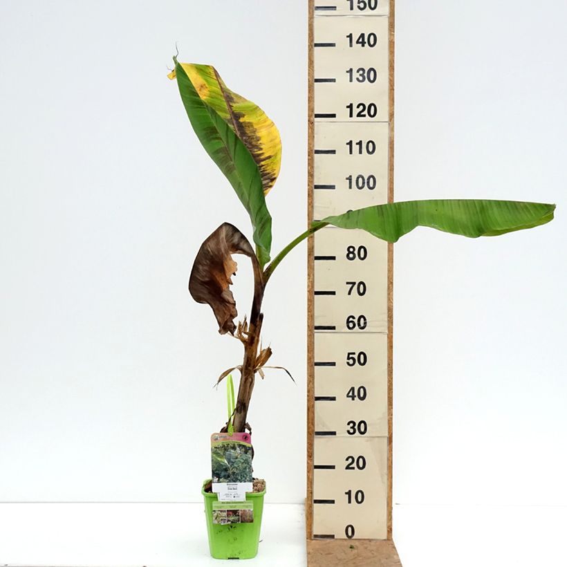 Exemplar von Bananenpflanze Ever Red - Musa sikkimensis Topf mit 4L/5L wie im Herbst geliefert