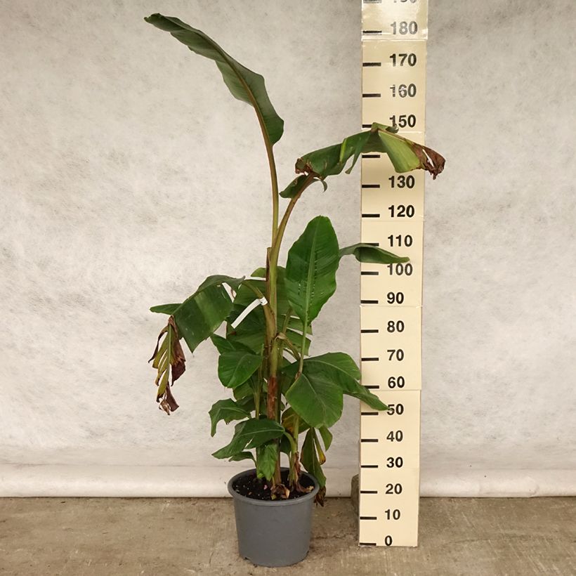 Exemplar von Musa velutina - Rosa Zwergbanane Topf mit 12L/15L wie im Sommer geliefert