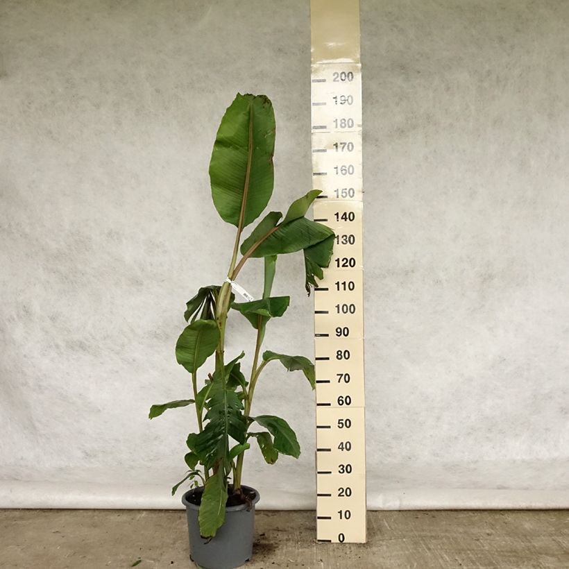 Exemplar von Musa velutina - Rosa Zwergbanane Topf mit 12L/15L wie im Frühjahr geliefert