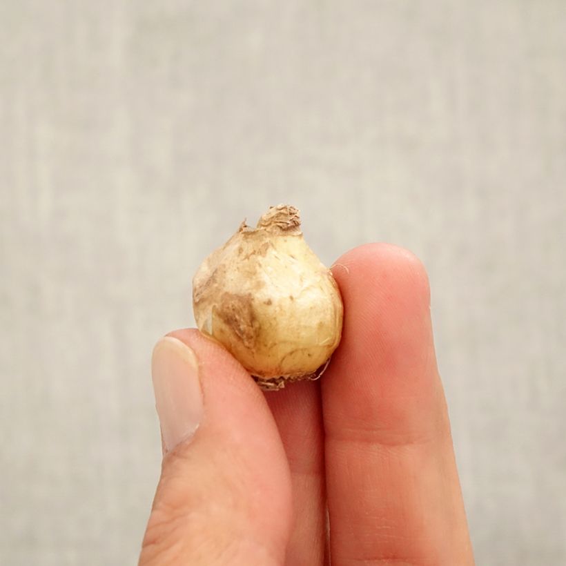 Exemplar von Muscari armeniacum Alida Zwiebel Kaliber/Größe 7+ wie im Herbst geliefert