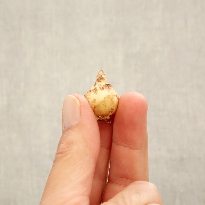 Exemplar von Muscari armeniacum Zwiebel Kaliber/Größe 6+ wie im Herbst geliefert