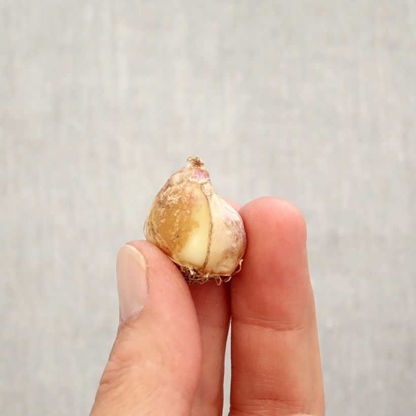 Exemplar von Muscari armeniacum Double Beauty Zwiebel Kaliber/Größe 7+ wie im Herbst geliefert