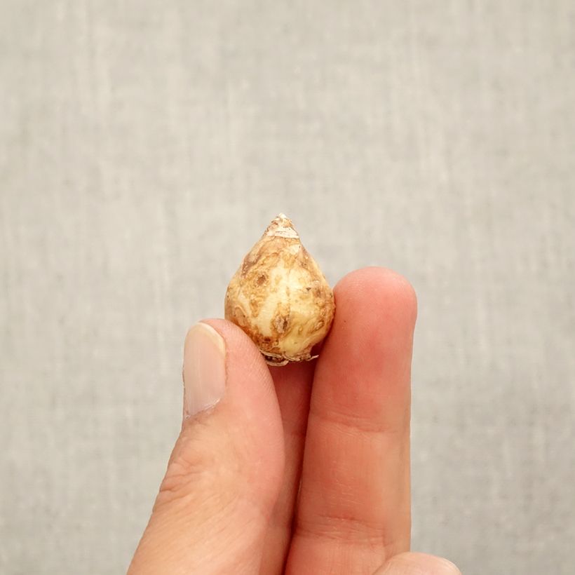 Exemplar von Muscari armeniacum White Pearl Zwiebel Kaliber/Größe 7+ wie im Herbst geliefert