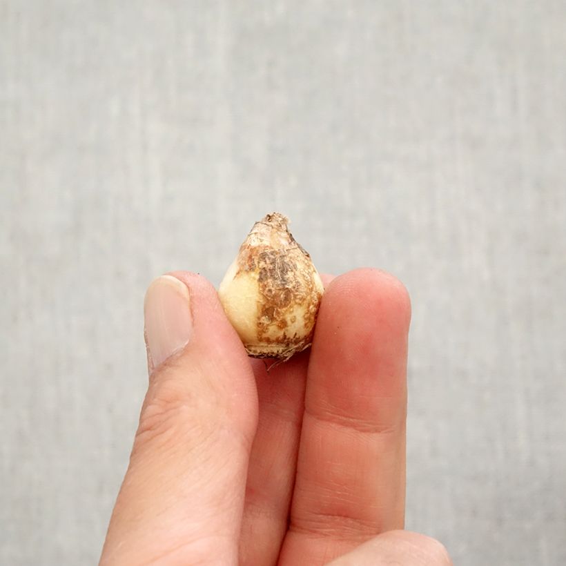 Exemplar von Muscari aucheri Early Magic Zwiebel Kaliber/Größe 7+ wie im Herbst geliefert