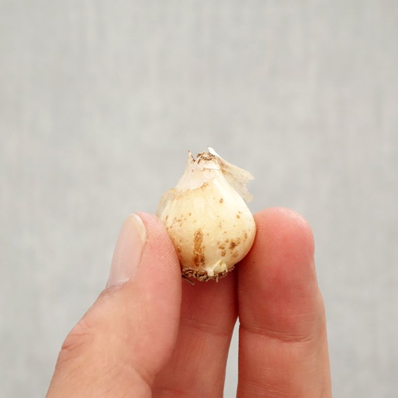 Exemplar von Muscari neglectum Baby's Breath Zwiebel Kaliber/Größe 7+ wie im Herbst geliefert