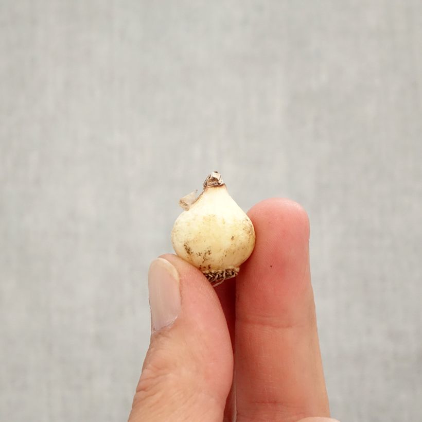 Exemplar von Muscari botryoides Superstar - Kleine Traubenhyazinthe Zwiebel Kaliber/Größe 6+ wie im Herbst geliefert