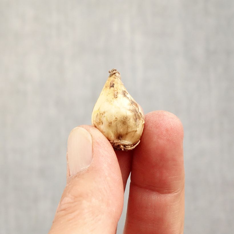 Exemplar von Muscari latifolium Grape Ice - Breitblättrige Traubenhyazinthe Zwiebel Kaliber/Größe 5+ wie im Herbst geliefert