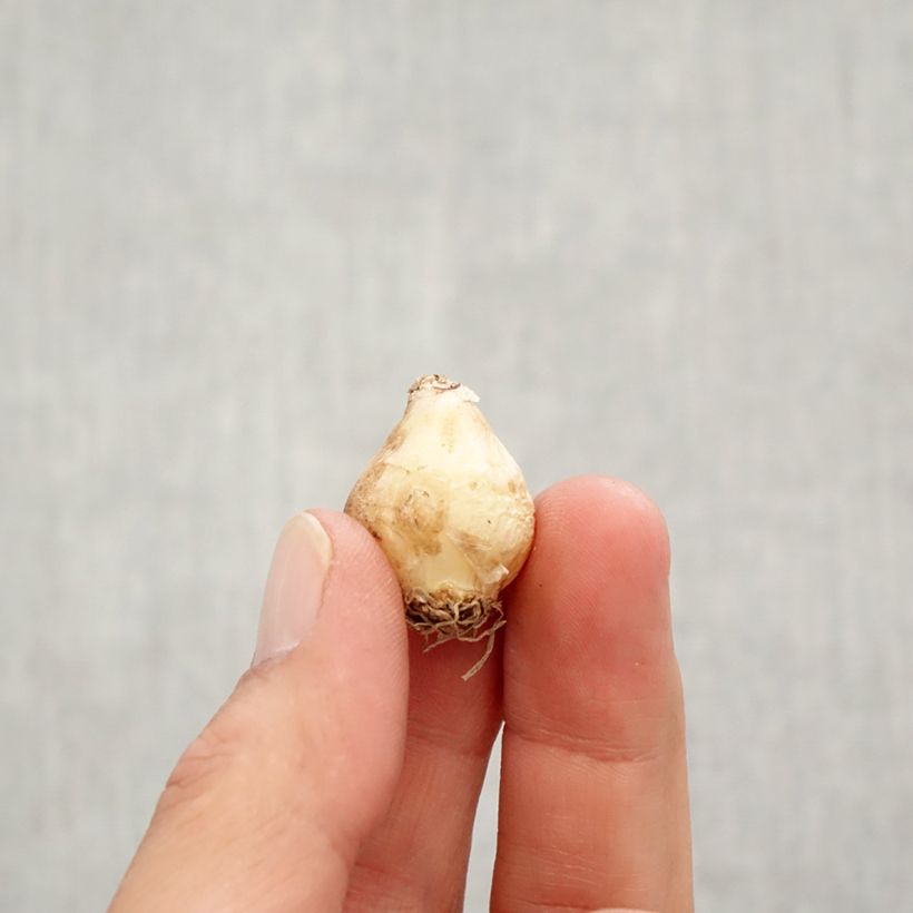 Exemplar von Muscari Joyce Spirit - Traubenhyazinthe Zwiebel Kaliber/Größe 7+ wie im Herbst geliefert