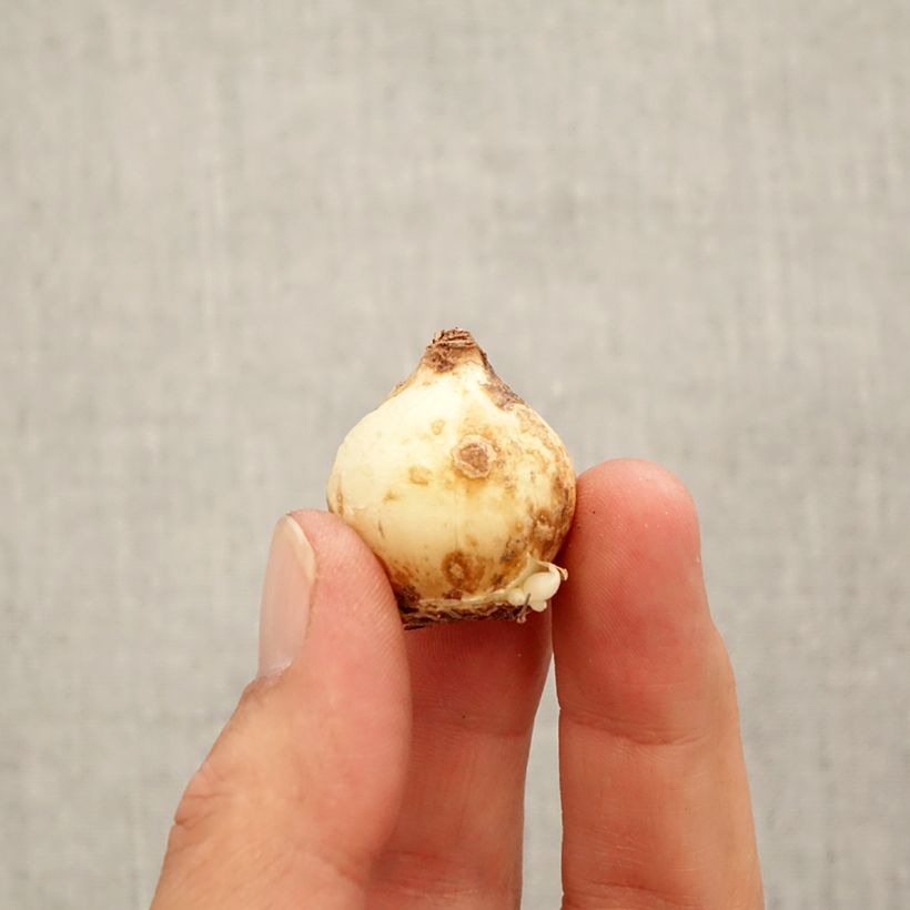 Exemplar von Muscari macrocarpum Golden fragrance - Großfrüchtige Traubenhyazinthe Zwiebel Kaliber/Größe 9+ wie im Herbst geliefert