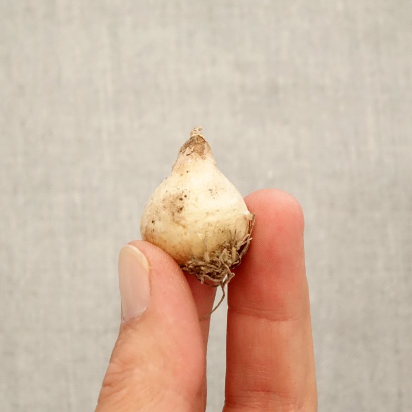 Exemplar von Muscari muscarimi (racemosum) - Traubenhyazinthe Zwiebel Kaliber/Größe 8+ wie im Herbst geliefert