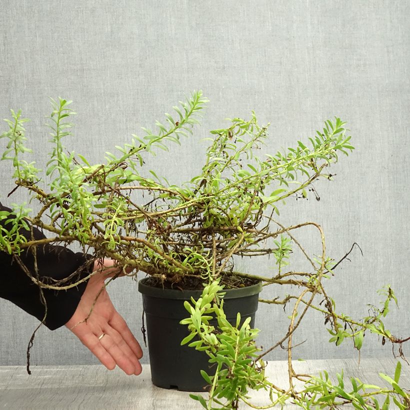 Exemplar von Myoporum parvifolium White - Myoporie Topf mit 3L/4L wie im Herbst geliefert