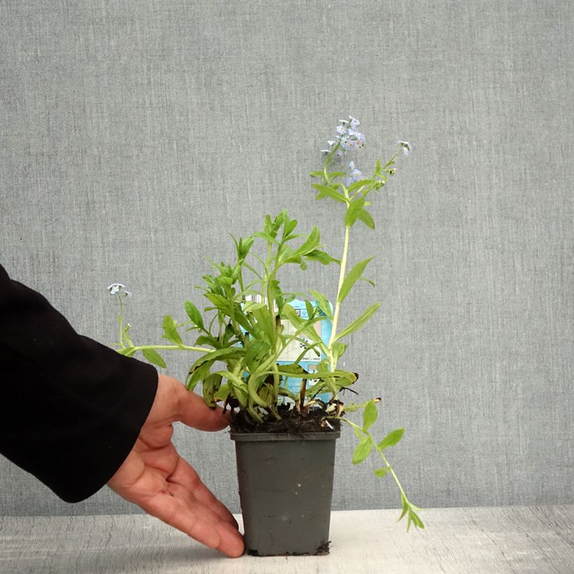 Exemplar von Sumpf-Vergissmeinnicht Alba - Myosotis scorpioides Kleine Töpfe von 8/9 cm wie im Frühjahr geliefert