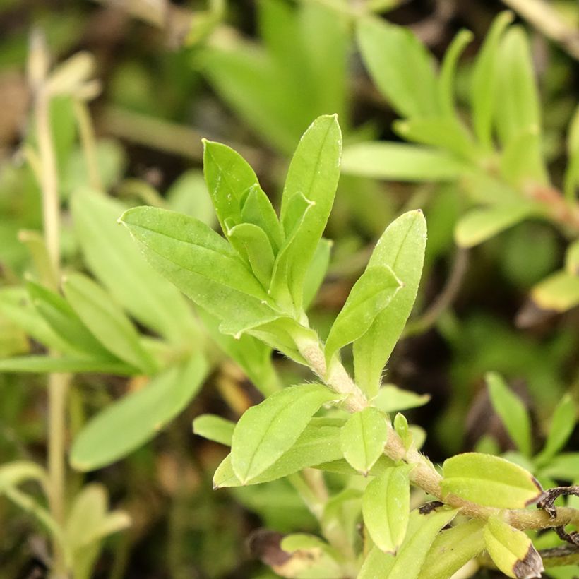 Sumpf-Vergissmeinnicht - Myosotis scorpioides (Laub)