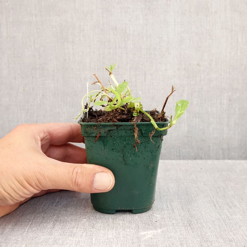 Exemplar von Sumpf-Vergissmeinnicht - Myosotis scorpioides Kleine Töpfe von 8/9 cm wie im Herbst geliefert