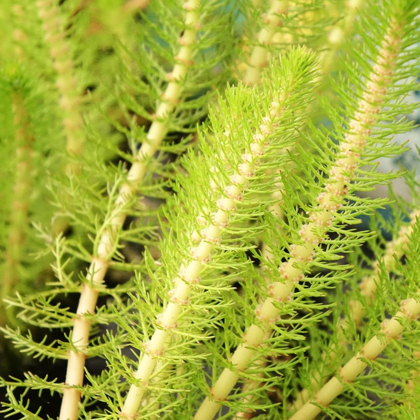 Myriophyllum crispata - Tausendblatt (Laub)