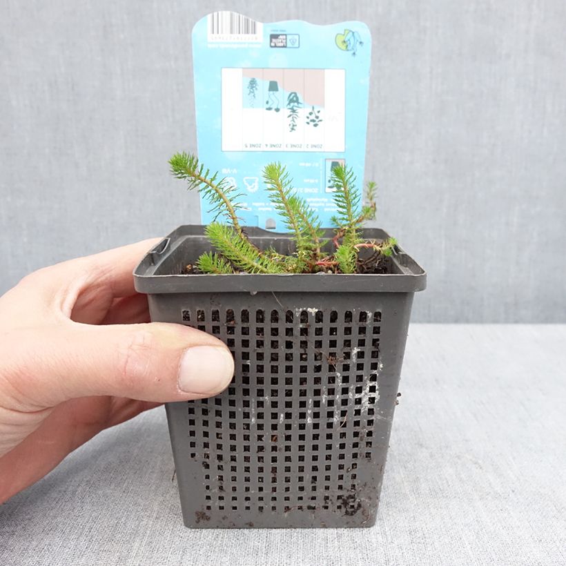 Exemplar von Myriophyllum crispata - Tausendblatt Topf mit 1L/1,5L wie im Frühjahr geliefert