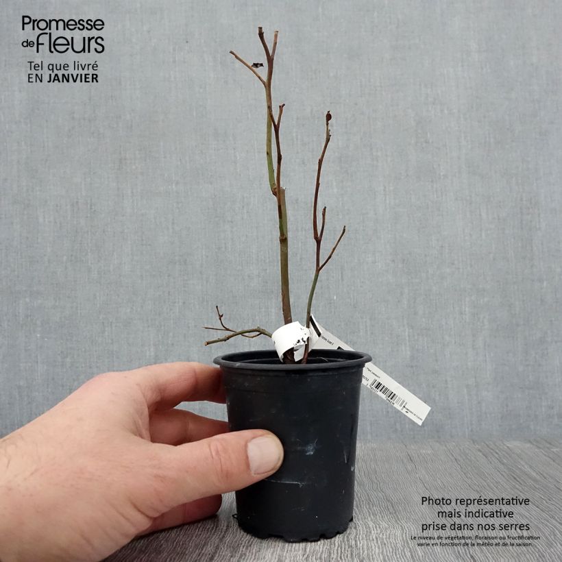 Exemplar von Amerikanische Blaubeere Berkeley - Vaccinium corymbosum Kleine Töpfe von 8/9 cm wie im Winter geliefert