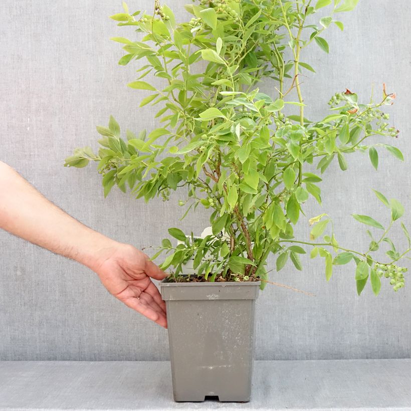 Exemplar von Amerikanische Blaubeere Blue pearl - Vaccinium corymbosum Topf mit 4L/5L wie im Frühjahr geliefert