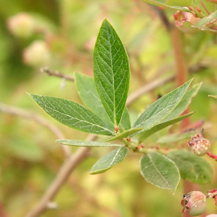 Amerikanische Blaubeere Blue pearl - Vaccinium corymbosum (Laub)