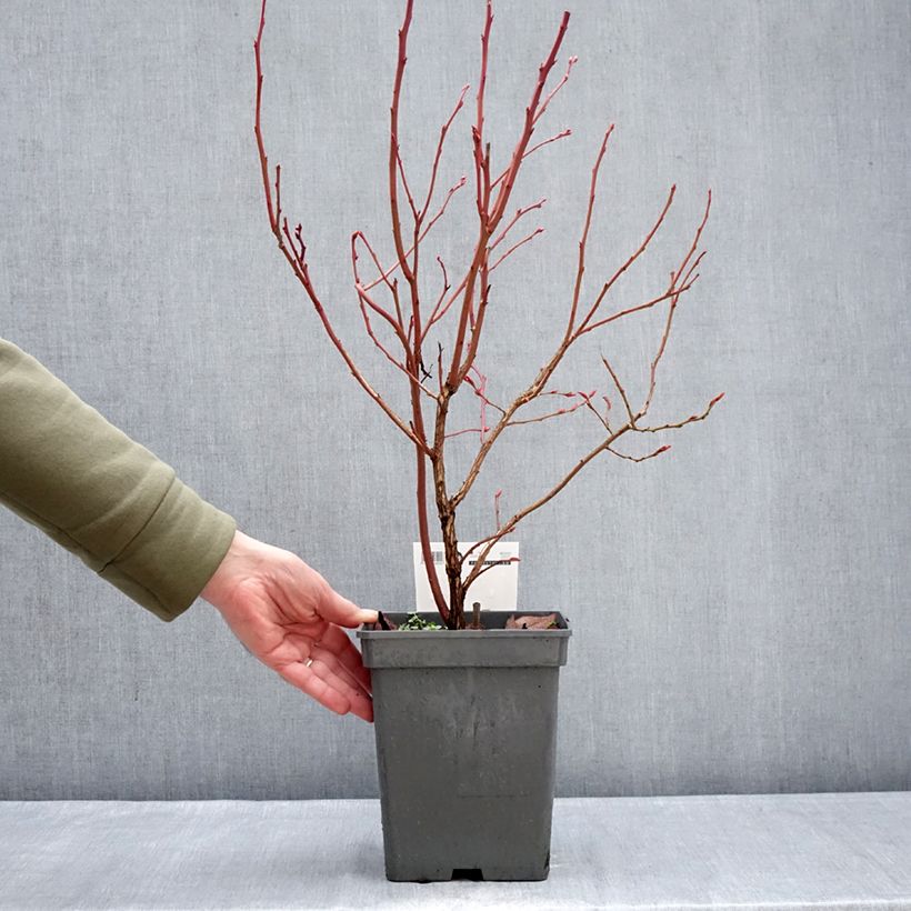 Exemplar von Amerikanische Blaubeere Blue pearl - Vaccinium corymbosum Topf mit 4L/5L wie im Winter geliefert