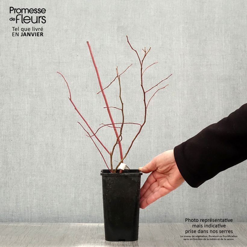 Exemplar von Amerikanische Blaubeere Brigitta - Vaccinium corymbosum Topf mit 1,5L/2L, Strauch wie im Winter geliefert