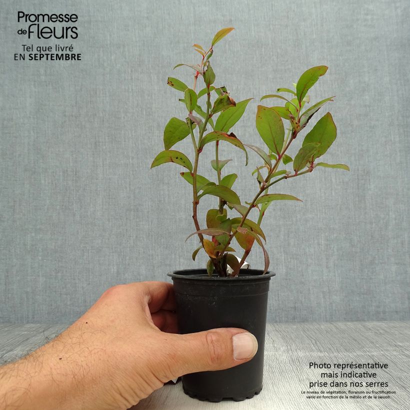 Exemplar von Amerikanische Blaubeere Darrow - Vaccinium corymbosum Kleine Töpfe von 8/9 cm wie im Herbst geliefert