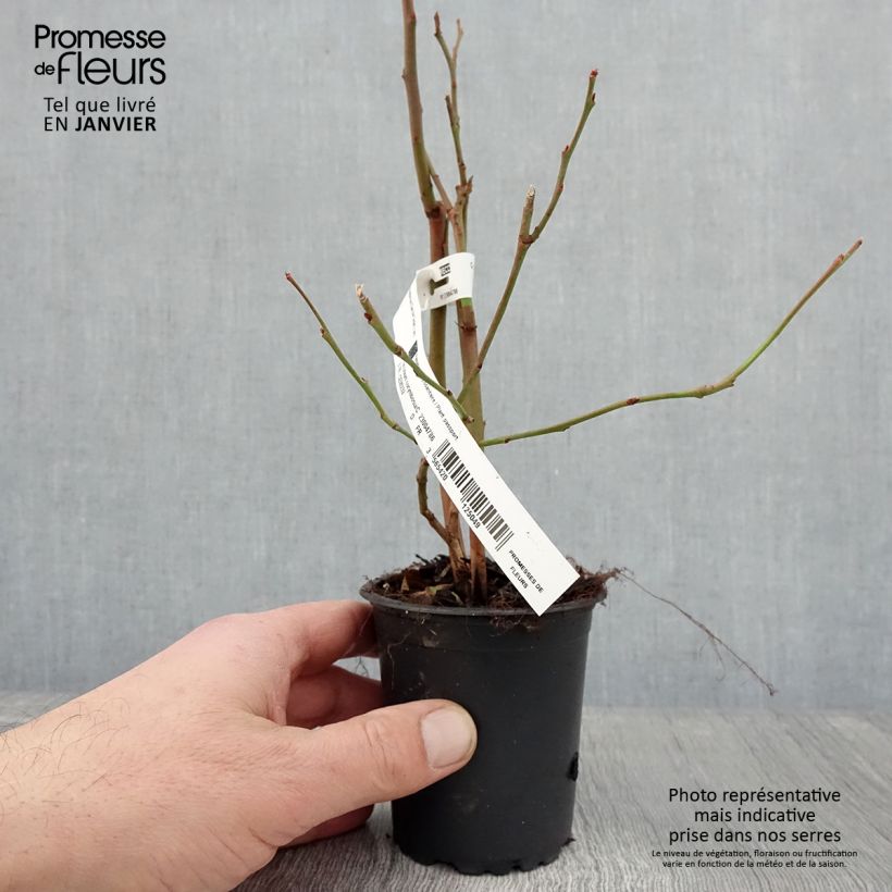 Exemplar von Amerikanische Blaubeere Darrow - Vaccinium corymbosum Kleine Töpfe von 8/9 cm wie im Winter geliefert