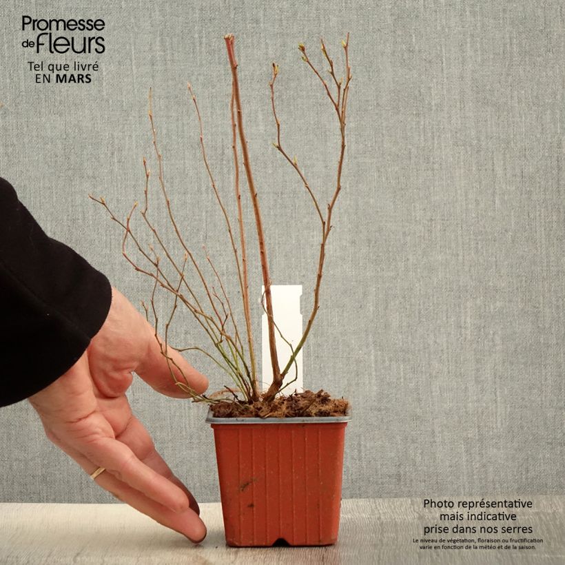 Exemplar von Amerikanische Blaubeere Darrow - Vaccinium corymbosum Kleine Töpfe von 8/9 cm wie im Frühjahr geliefert