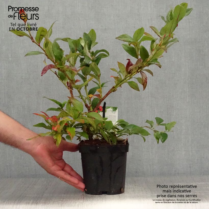 Exemplar von Amerikanische Blaubeere Darrow - Vaccinium corymbosum Topf mit 1,5L/2L wie im Herbst geliefert