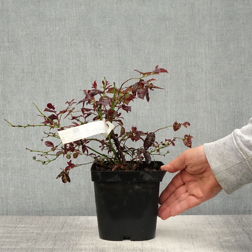 Exemplar von Amerikanische Blaubeere Darrow - Vaccinium corymbosum Topf mit 1,5L/2L wie im Frühjahr geliefert