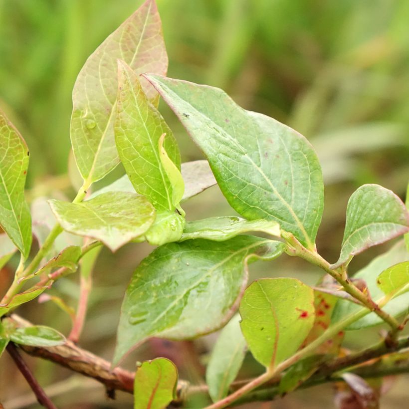 Amerikanische Blaubeere Darrow - Vaccinium corymbosum (Laub)