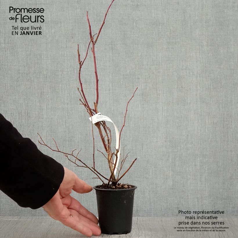 Exemplar von Amerikanische Blaubeere Duke - Vaccinium corymbosum Kleine Töpfe von 8/9 cm wie im Winter geliefert