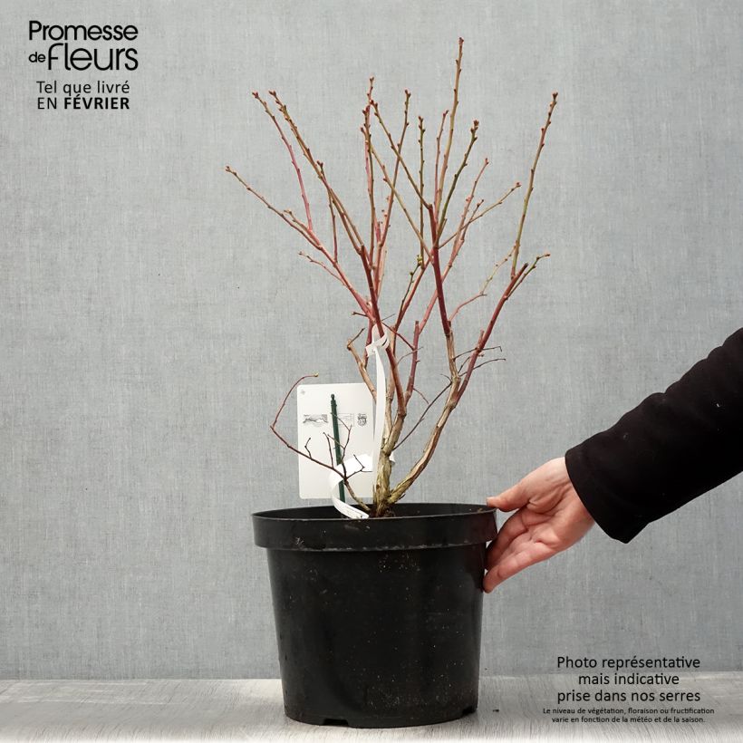 Exemplar von Amerikanische Blaubeere Duke - Vaccinium corymbosum Topf mit 7,5L/10L wie im Winter geliefert