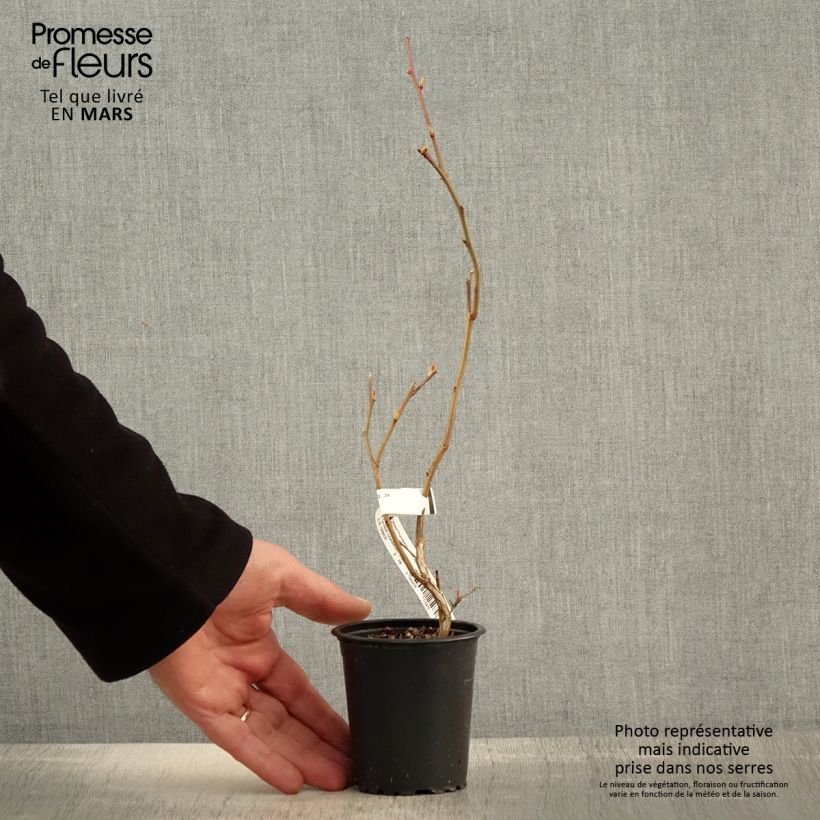 Exemplar von Amerikanische Blaubeere Ivanhoe - Vaccinium corymbosum Kleine Töpfe von 8/9 cm wie im Frühjahr geliefert