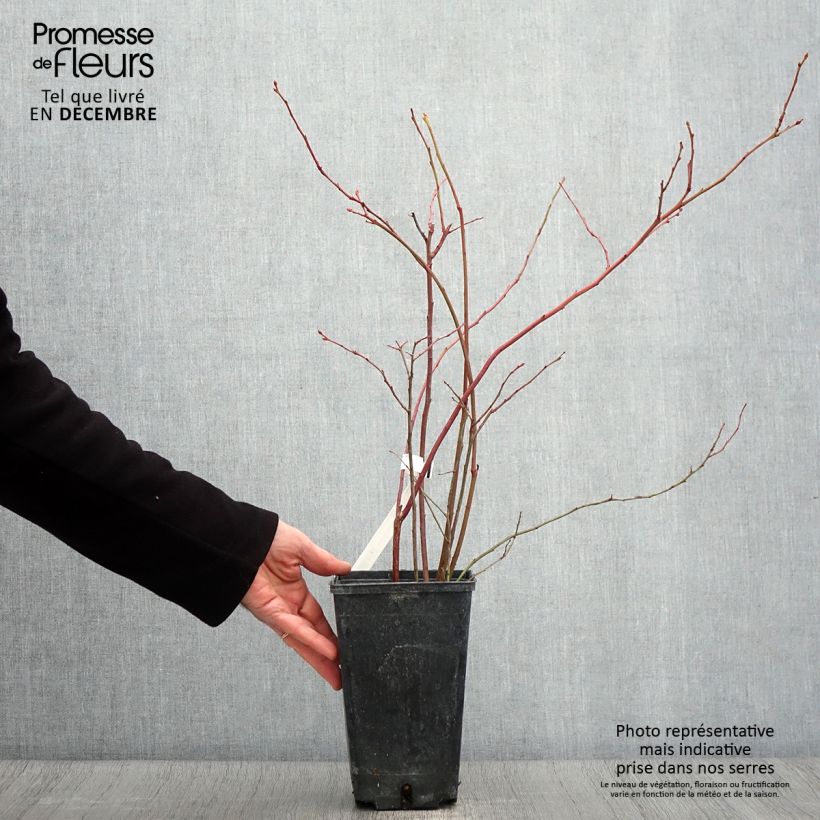 Exemplar von Amerikanische Blaubeere Ivanhoe - Vaccinium corymbosum Topf mit 1,5L/2L, Strauch wie im Herbst geliefert