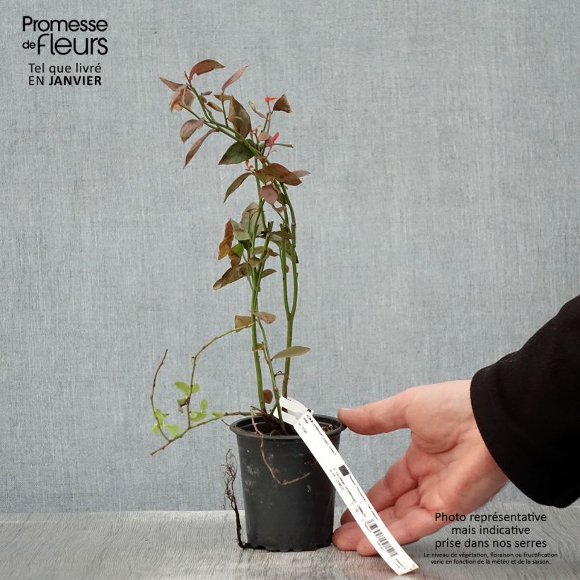 Exemplar von Amerikanische Blaubeere Legacy - Vaccinium corymbosum Kleine Töpfe von 8/9 cm wie im Winter geliefert