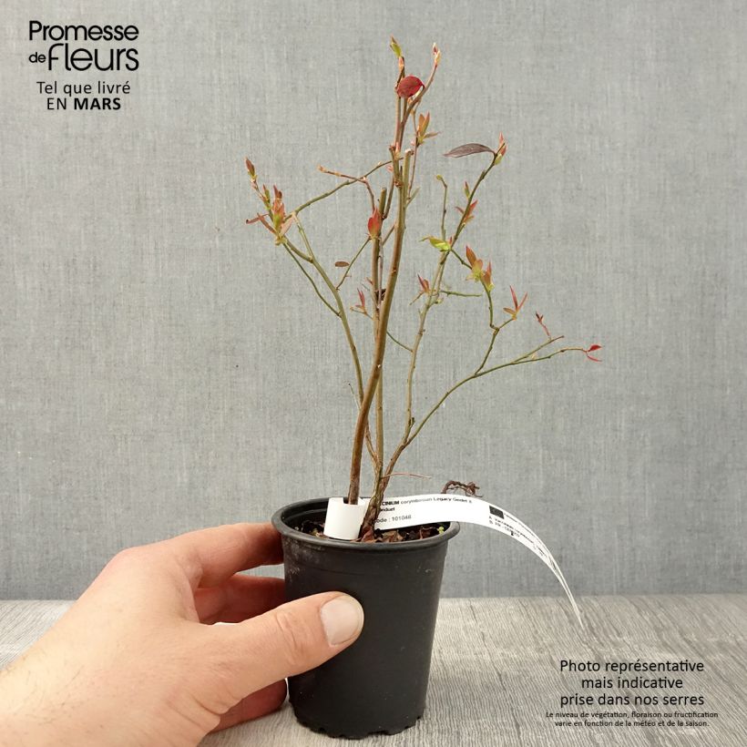 Exemplar von Amerikanische Blaubeere Legacy - Vaccinium corymbosum Kleine Töpfe von 8/9 cm wie im Frühjahr geliefert