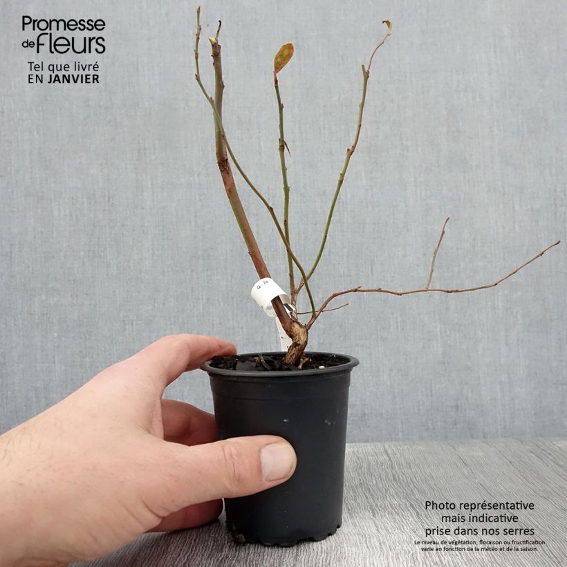 Exemplar von Amerikanische Blaubeere North Blue - Vaccinium corymbosum Kleine Töpfe von 8/9 cm wie im Winter geliefert