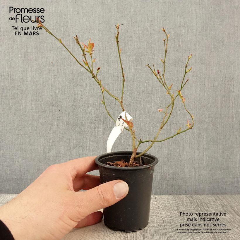 Exemplar von Amerikanische Blaubeere North Blue - Vaccinium corymbosum Kleine Töpfe von 8/9 cm wie im Frühjahr geliefert