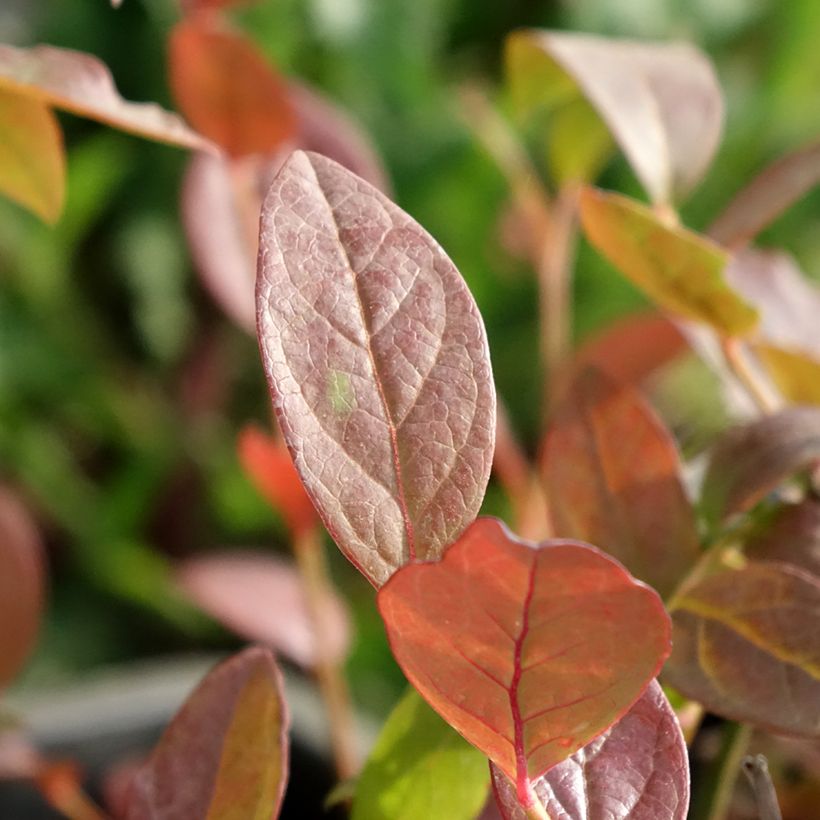 Amerikanische Blaubeere North Blue - Vaccinium corymbosum (Laub)