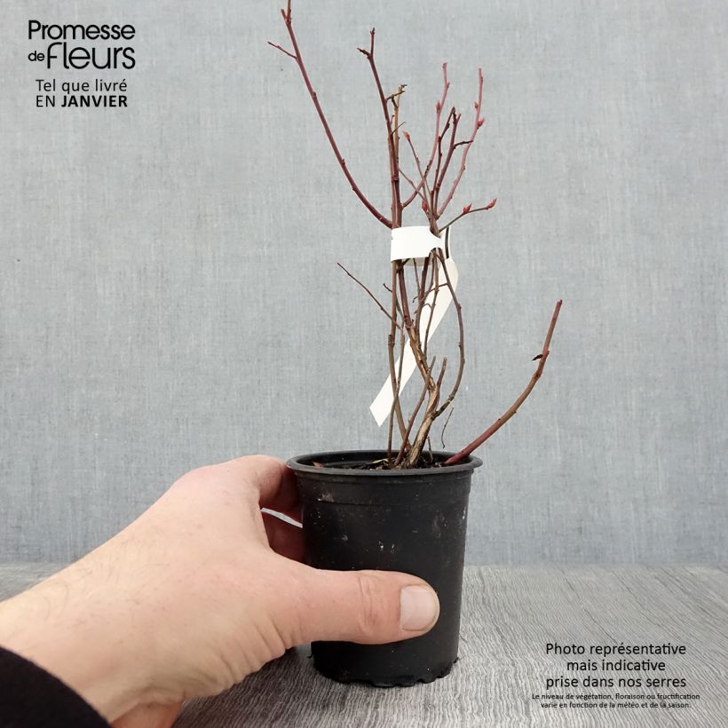 Exemplar von Amerikanische Blaubeere Northcountry - Vaccinium corymbosum Kleine Töpfe von 8/9 cm wie im Winter geliefert