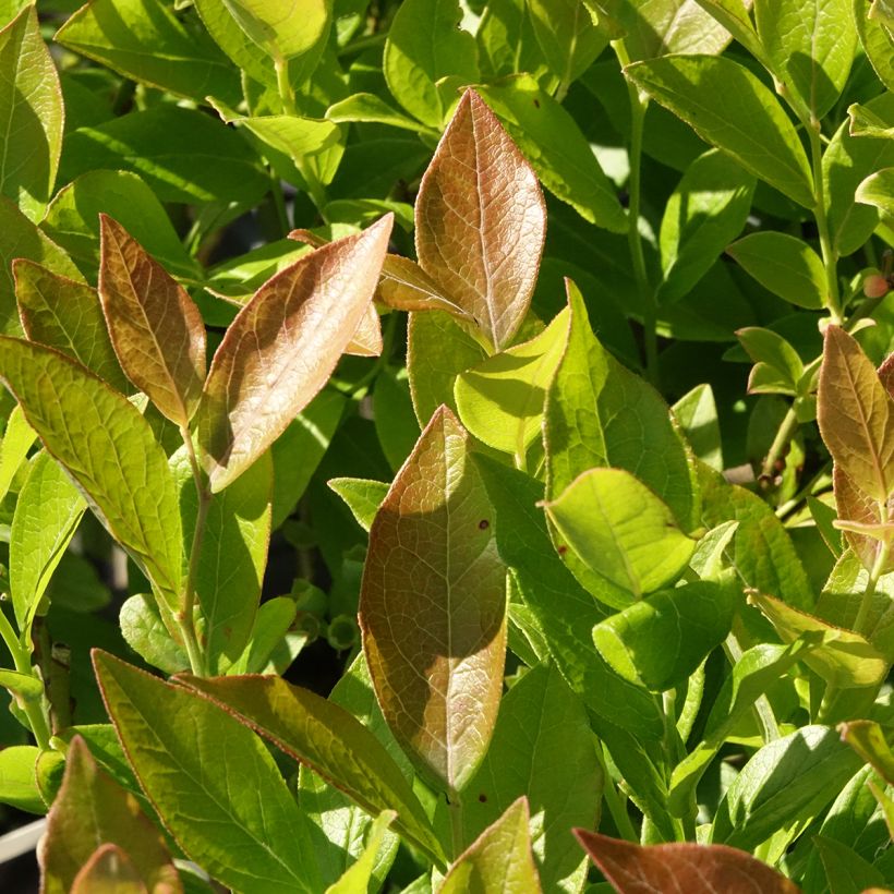 Amerikanische Blaubeere Pioneer - Vaccinium corymbosum (Laub)