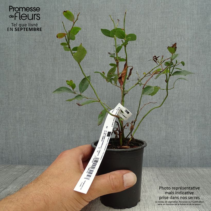 Exemplar von Amerikanische Blaubeere Pioneer - Vaccinium corymbosum Kleine Töpfe von 8/9 cm wie im Herbst geliefert