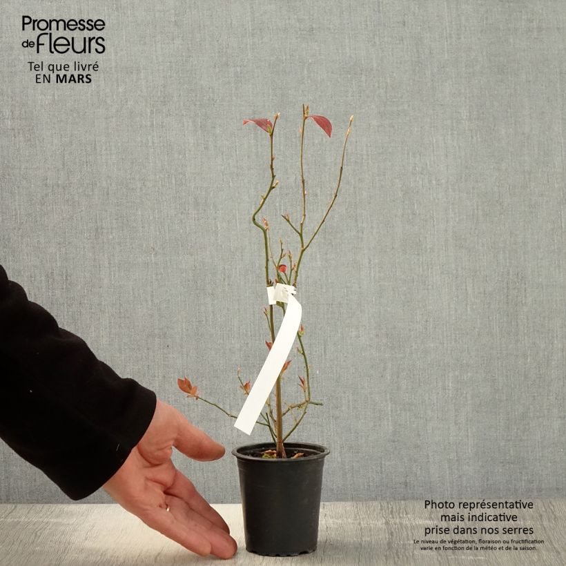 Exemplar von Amerikanische Blaubeere Pioneer - Vaccinium corymbosum Kleine Töpfe von 8/9 cm wie im Frühjahr geliefert