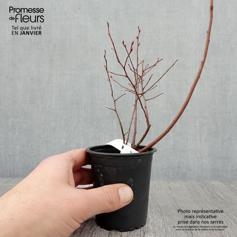 Exemplar von Amerikanische Blaubeere Rubel - Vaccinium corymbosum Kleine Töpfe von 8/9 cm wie im Winter geliefert