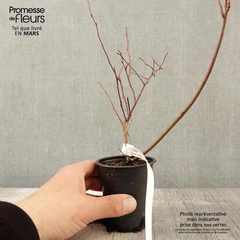 Exemplar von Amerikanische Blaubeere Rubel - Vaccinium corymbosum Kleine Töpfe von 8/9 cm wie im Frühjahr geliefert