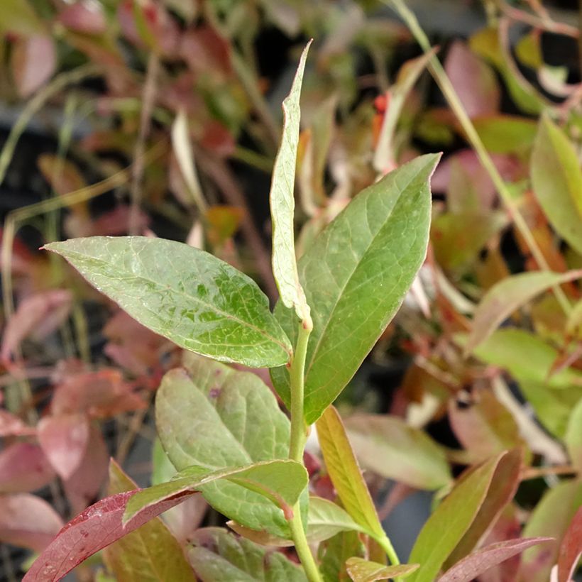Amerikanische Blaubeere Rubel - Vaccinium corymbosum (Laub)