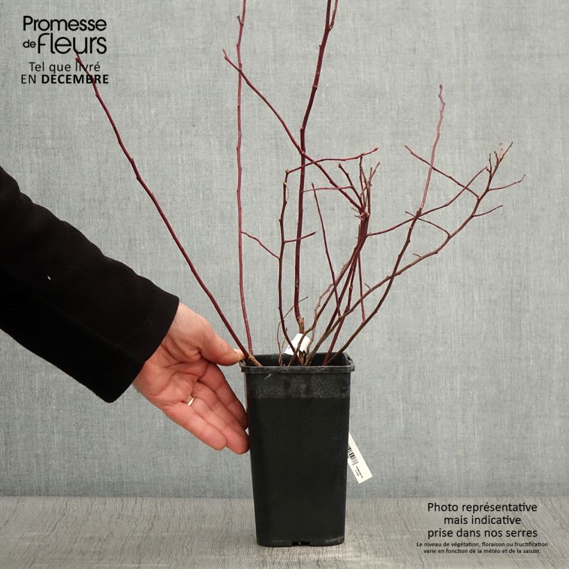 Exemplar von Amerikanische Blaubeere Rubel - Vaccinium corymbosum Topf mit 1L/1,5L wie im Herbst geliefert