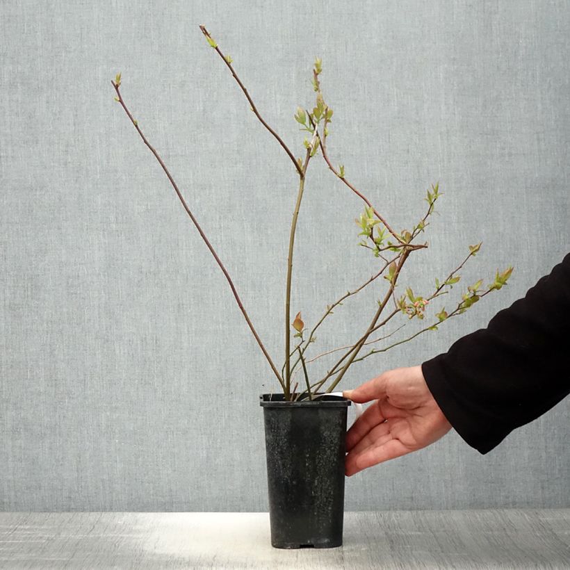 Exemplar von Amerikanische Blaubeere Rubel - Vaccinium corymbosum Topf mit 1L/1,5L wie im Frühjahr geliefert