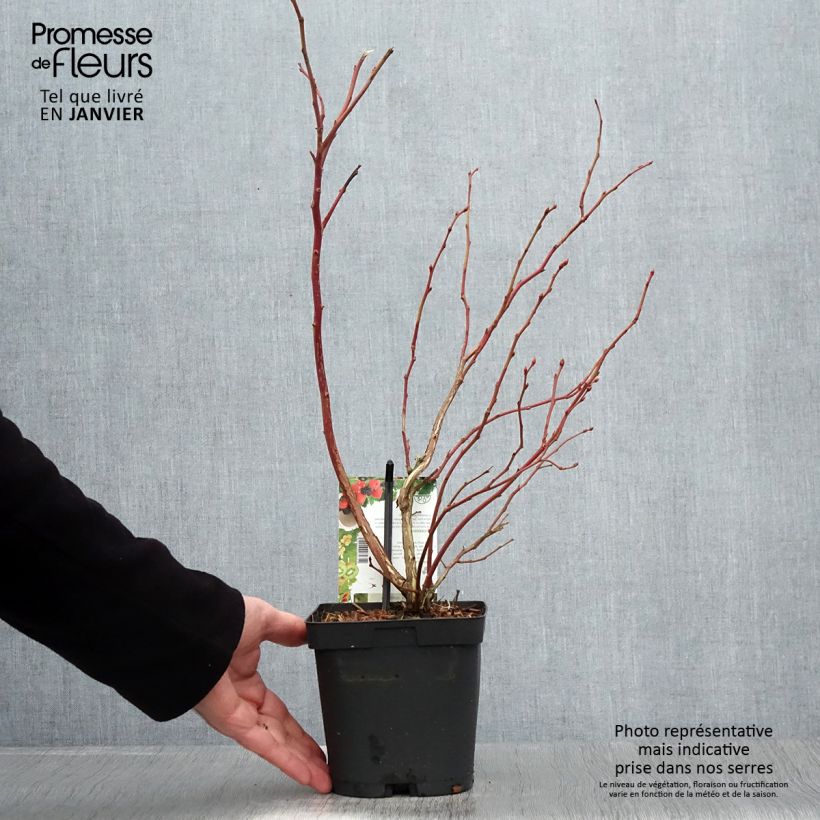 Exemplar von Amerikanische Blaubeere Spartan - Vaccinium corymbosum Topf mit 2L/3L wie im Winter geliefert